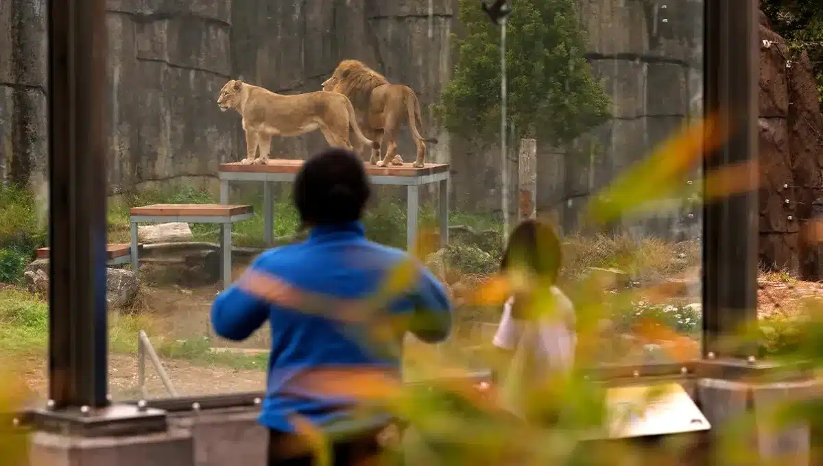 Shocking Video: 19-Year-Old Scales 20-Foot Wall, Drops Into Lion Enclosure and Is Mauled to Death in Front of Horrified Zoo Visitors in Brazil