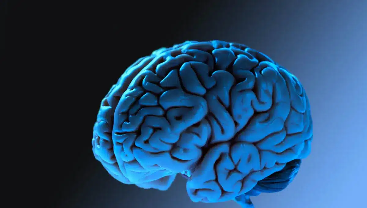 Human Brain Develops in Five Distinct “Eras” Across a Lifetime, Major New Study Finds